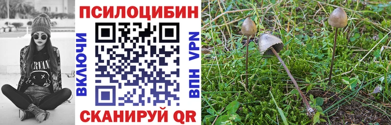 дарнет шоп  Щёлкино  Галлюциногенные грибы Psilocybe 